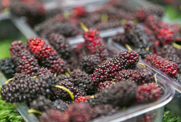 哈佛大学：多吃含类黄酮的食物，或能保护大脑，远离老年痴呆