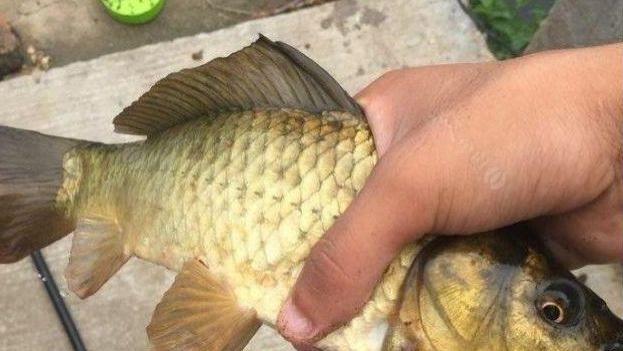 神秘的菜饼：农村钓鱼的秘籍