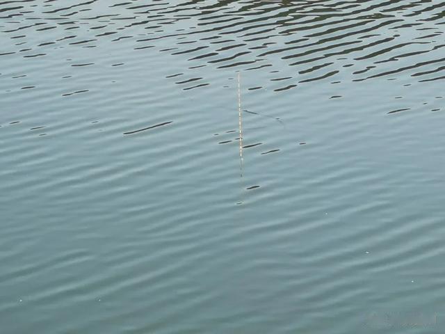 浮钓鲫鱼怎么钓？一旦捅破这层窗户纸，新手也能轻松学会