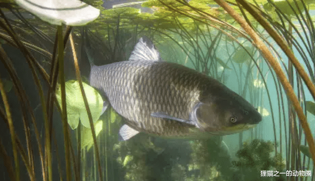 草鱼身为四大家鱼,产卵量达138万枚!为何野外种群却不断减少?