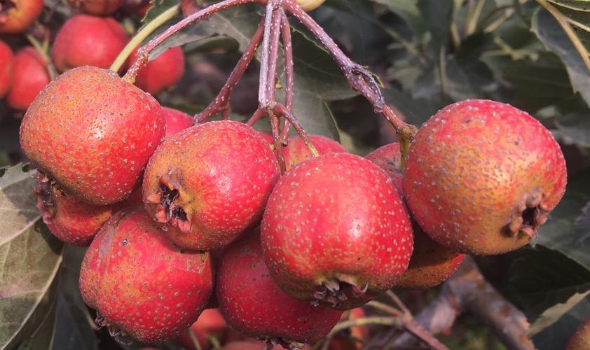 白菜的“死对头”，千万要记住，两者不能一起吃，否则没病找病