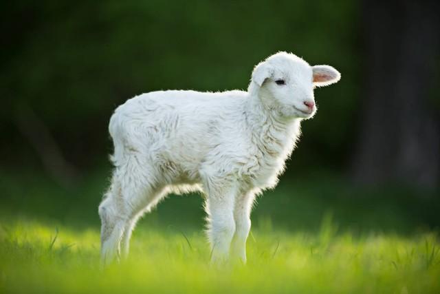 生肖羊：温柔之美与和谐之魂