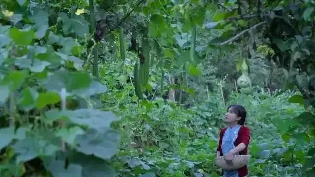 李子柒的院子,才是最理想的“豪宅”,网友:宇宙的尽头是农村