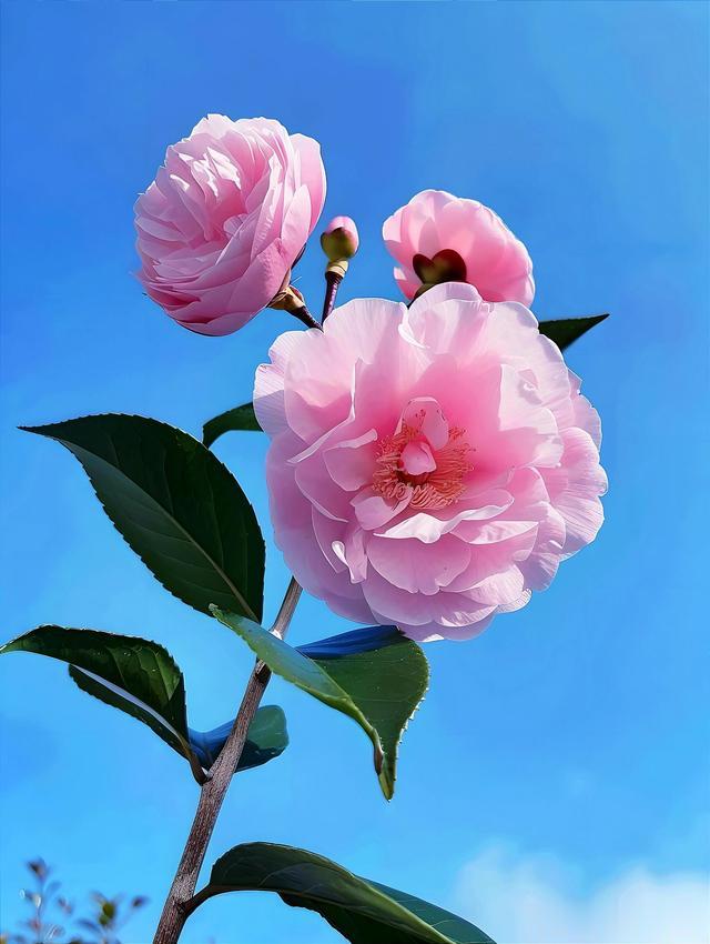 处女座； 最不顺的3个年龄段，职场低谷，钱财难留，压力巨大