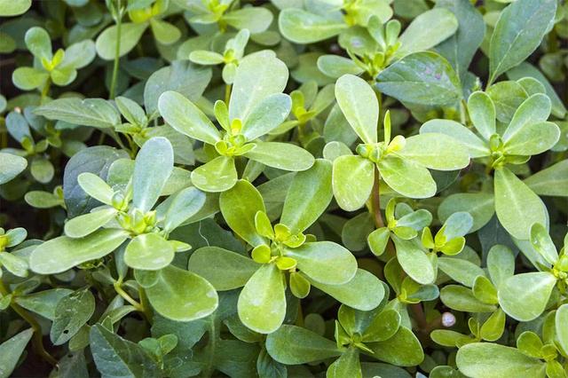 一个治高血压很厉害的方子，1000个人有998个血压降了下来！