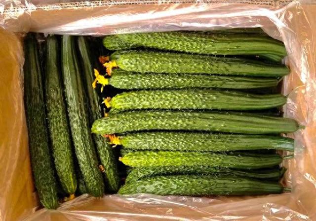 打了激素的黄瓜如何辨认？菜农：牢记4点，保准买不到激素黄瓜！