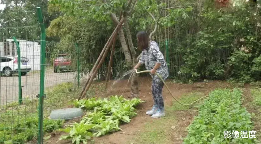 周海媚北京别墅近况曝光：园子荒凉萧条落寞，后院只有向日葵绽放