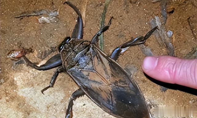 “水中霸王”水知了：连毒蛇都是它的家常菜，口感却比螃蟹还鲜美