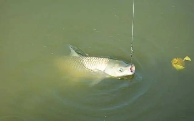 草鱼不好钓？只要牢牢记住这五个要点，钓获的几乎都是大草鱼
