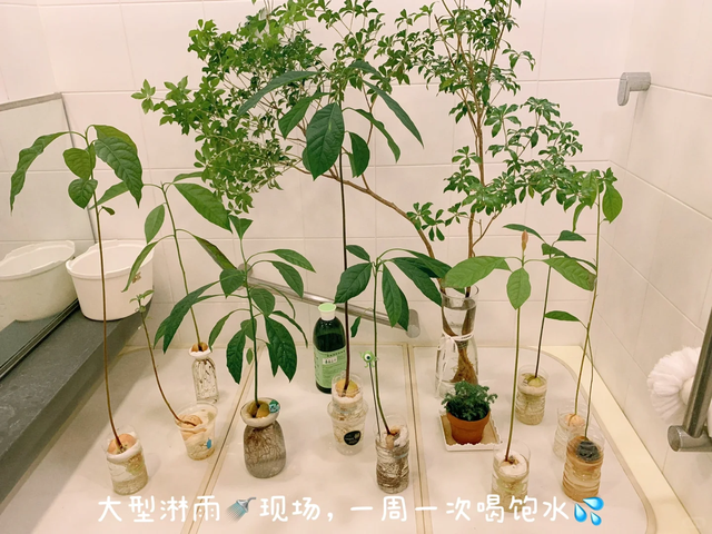 吃完的4种“水果核”先别扔，丢进花盆里，15天拥有一个小森林！