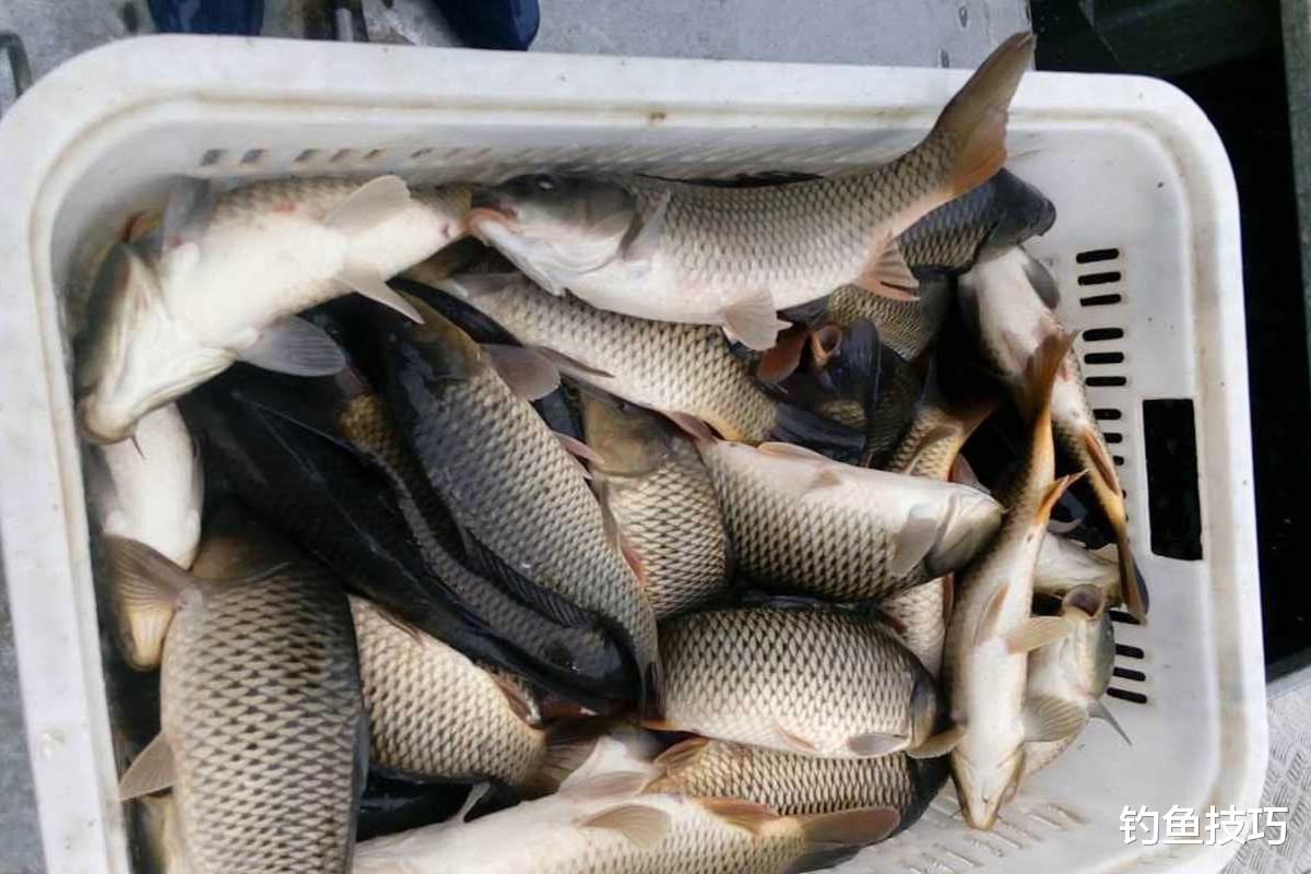 鱼饵味型正确的4个表现，鱼饵味型太重要了