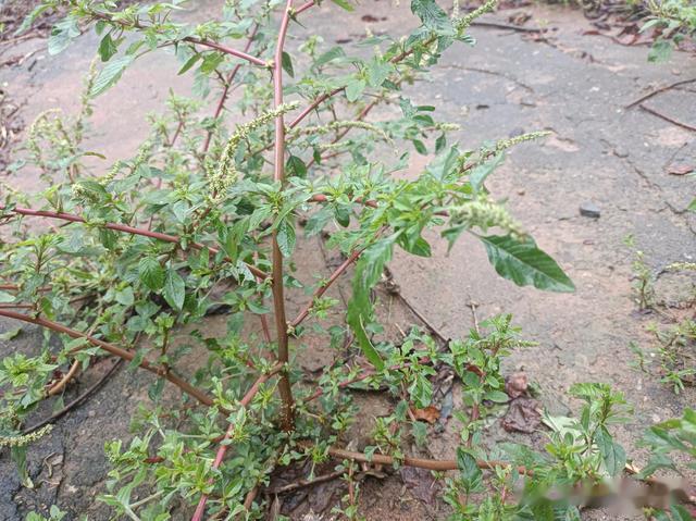 老人都在挖的“土人参”,虽浑身是刺,村里人却很珍惜,因为珍贵