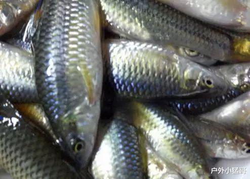 与鱼儿们的博弈,来看看野钓的天敌