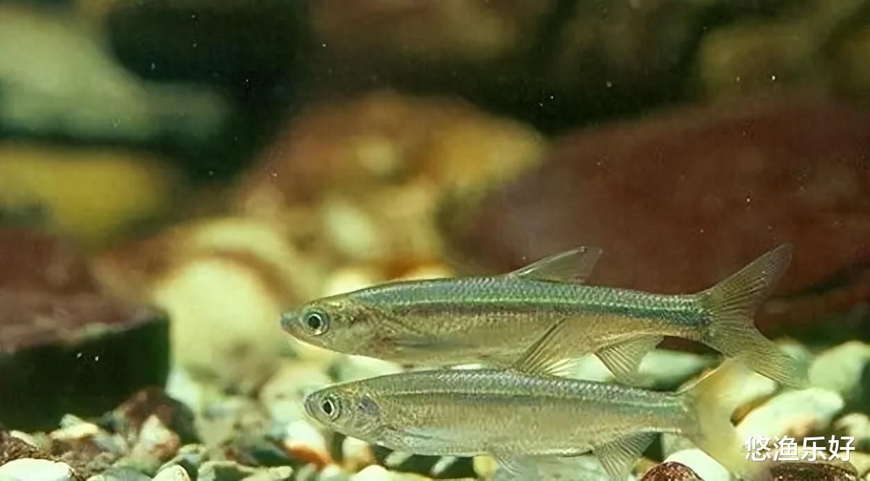 “闹窝小神兽”，最给“钓鱼人面子”，兼具生态与经济的双重价值