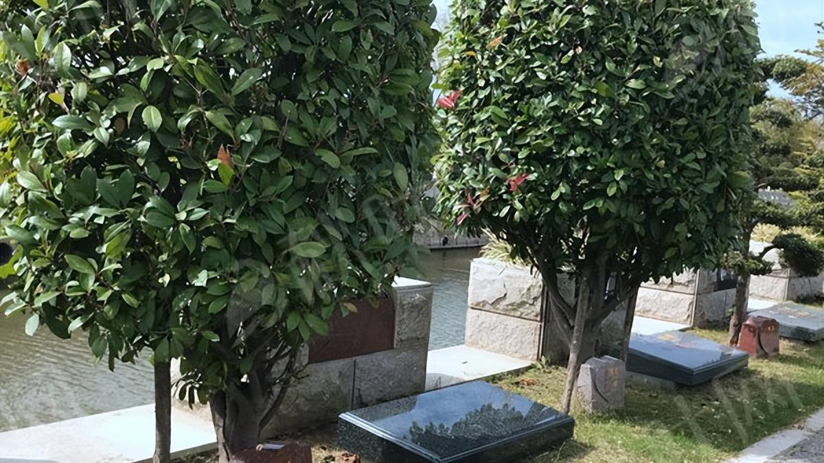 大S骨灰遭邻居投诉，小S将其改为树葬却再惹麻烦，网友发现有蹊跷