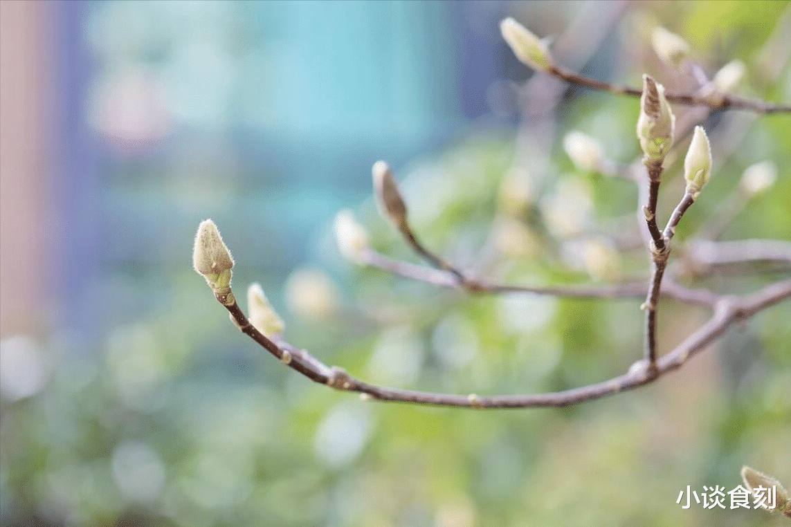 2025蛇年，遇双春有何预兆？为啥说：巳蛇逢双春，四牛来耕田？