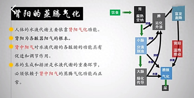 肾不在补重在固，固不住就是漏，两味药锁住肾中精气，肾强则身强