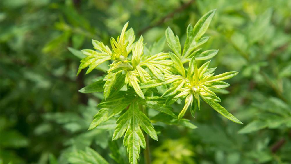 “清明吃一草，百病不来扰”，一抗菌，二益气，三祛湿，别不懂吃