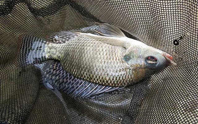 万峰湖“菜板大”的罗非鱼，疯狂吃钩，网友：咋会这么大？