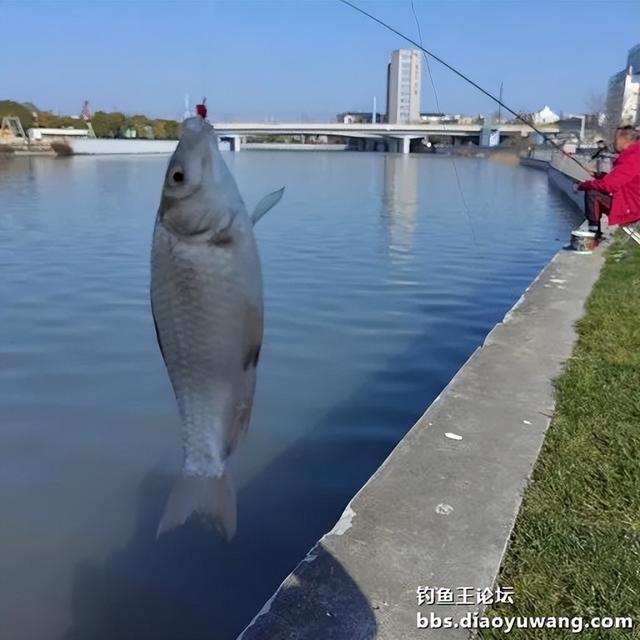 腥香地狱猫初春爽钓鲫