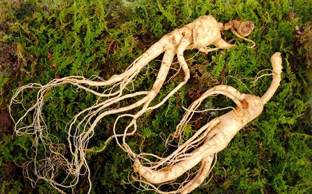 精血才是世间大药,男用五子,女用八珍,让你精血充足身体强健