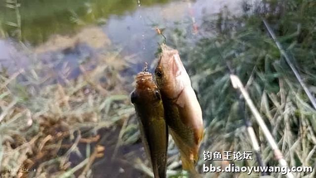 这次没有白瞎好饵料