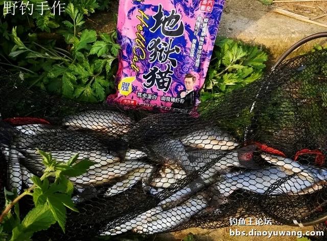 翘嘴加鳑鲏，白鲦与板鲫