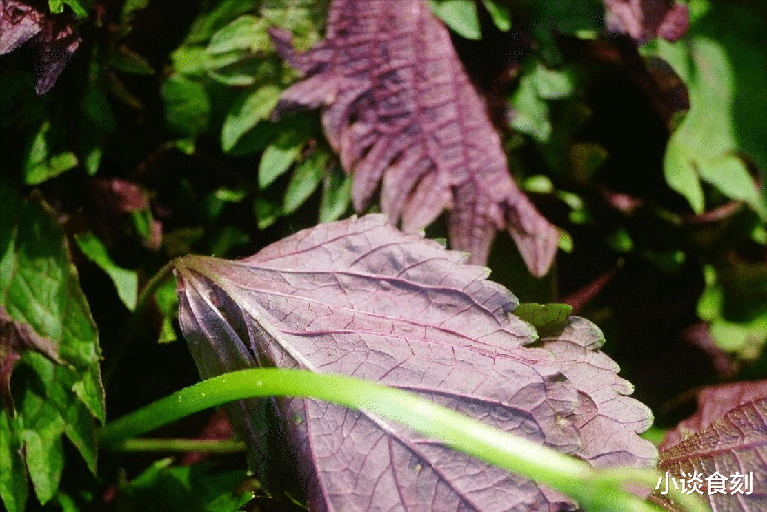 “立夏吃一草，福气上门找”，1草指啥？怎么吃更受益？答案来了