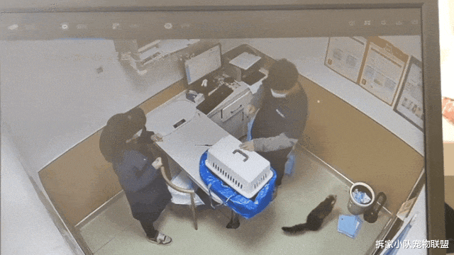 小猫职场竞争竟然这么激烈？猫咪一边扭屁屁一边：喵喵今年刚满18