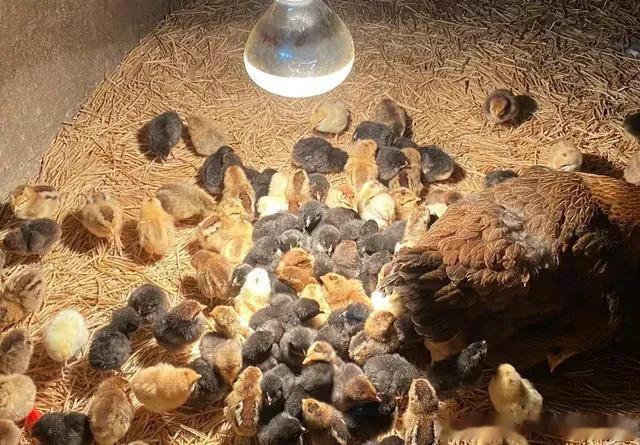 自己养过鸡才知道,为什么现在的鸡不好吃,一点都不香还柴咬不动