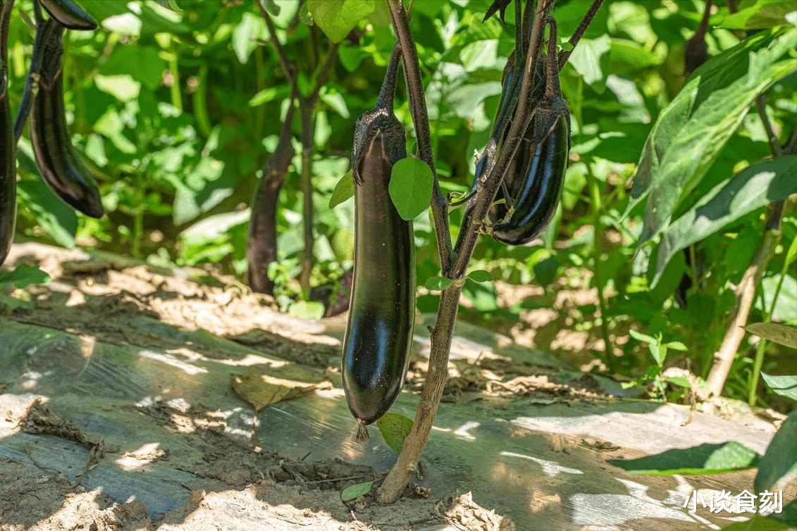 老话“中伏雨堵门，黄金进家门”，7月25日中伏，下雨有啥说法？