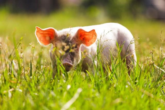 生肖猪在2024年是一个幸运的生肖，可以享受事业、爱情的福气