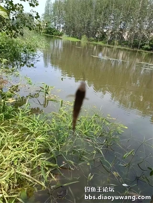地狱猫头伏立功