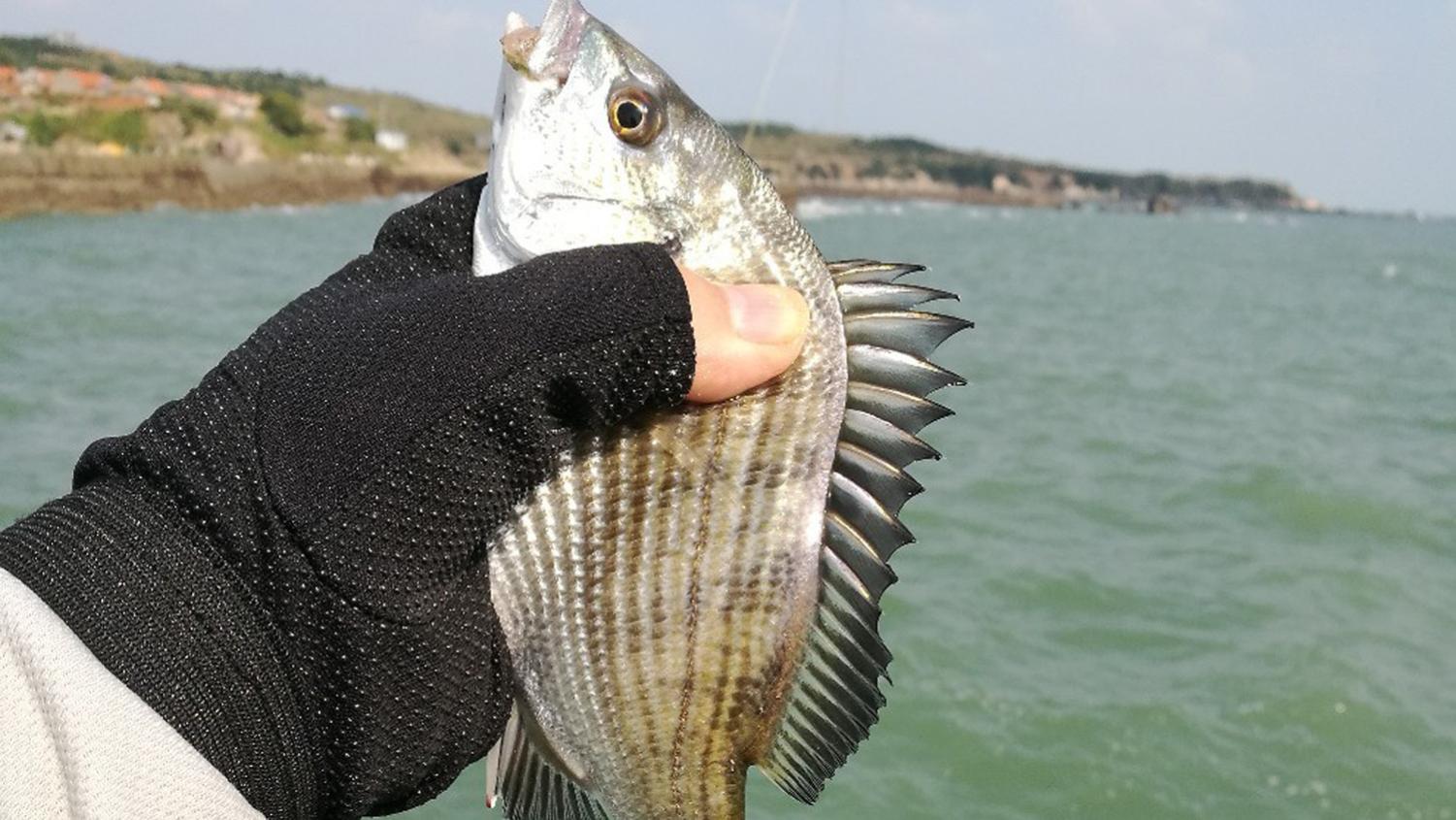 春季海钓的4个用饵思路，鱼饵用对钓得多