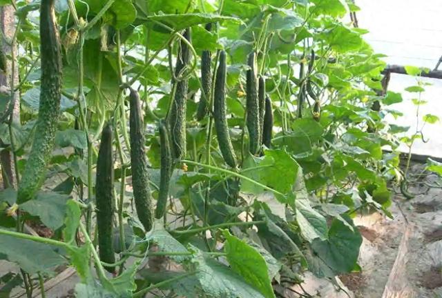 4种黄瓜不要买,都打了激素,教你4招识别问题黄瓜,关键看这里