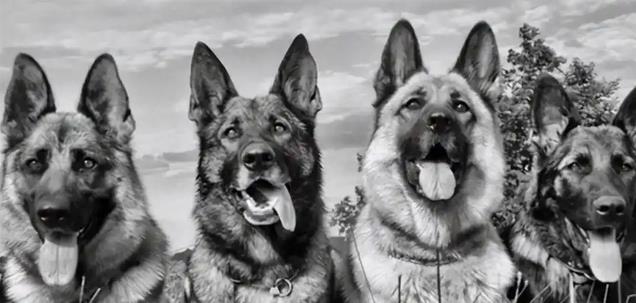 1993年老人带狗参演谢晋电影《老人与狗》,拍完人与狗皆惨遭枪毙