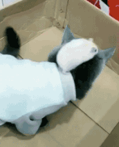 “无意中在女同事车上发现的，这是用来干嘛的？”网友们内涵了！