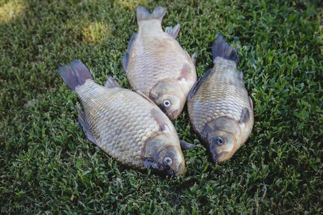 野钓！你得让鱼自己找钩子吃才厉害！不能端着碗喂孩子！欲擒故纵