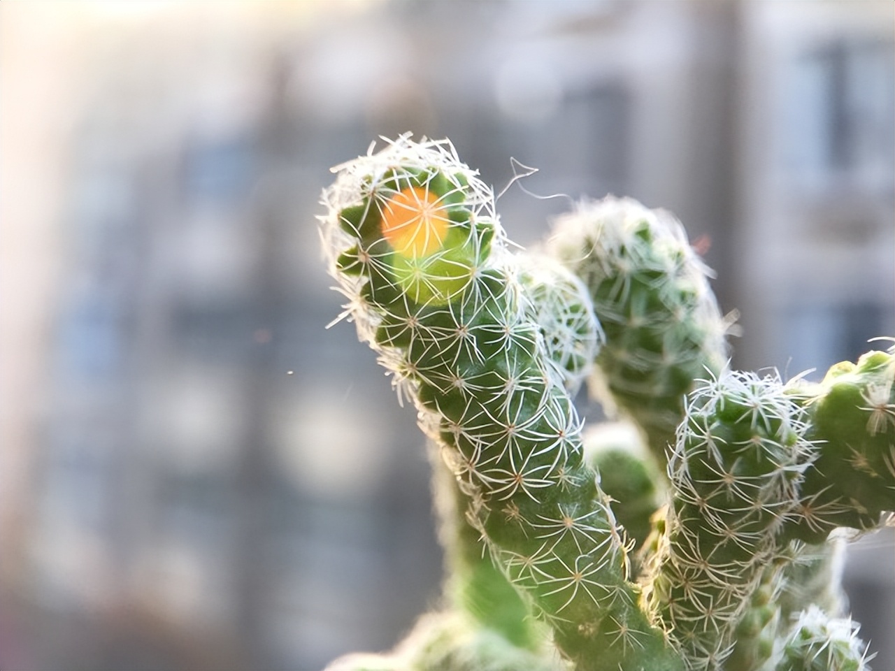 眼下它才是最好吃的鱼，刺少肉多营养足，家人爱吃，春天别不懂吃