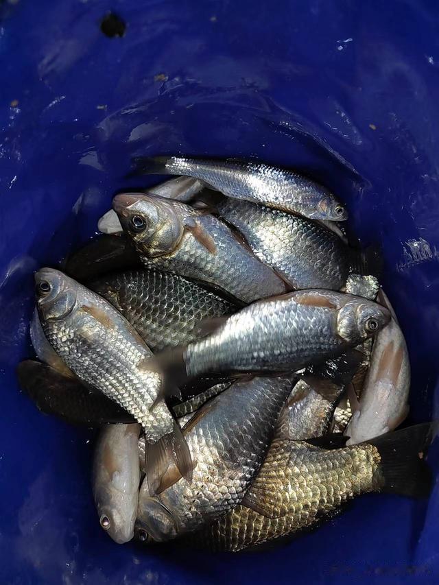 钓鱼日记——2024年3月12日(稻香湖酒店对岸夜钓)