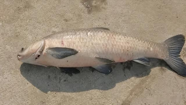 四大家鱼之首的青鱼,为何被称为“索命鱼”?它到底有啥可怕之处