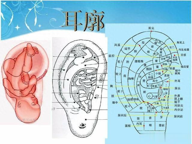 每天晚上捏这里，男的越捏越强壮，女的越捏越年轻！