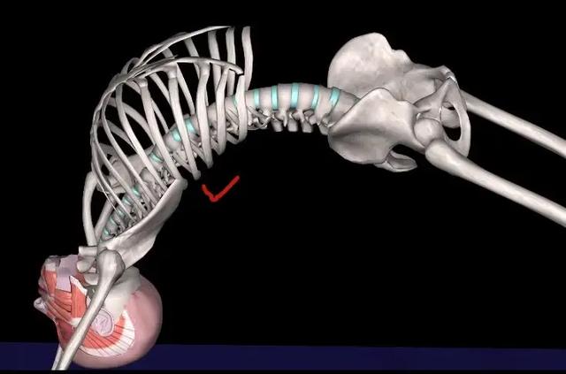 瑜伽“后弯女王”——轮式，你解锁了吗？