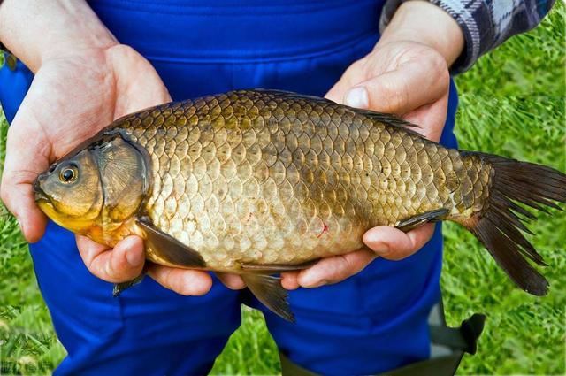 野钓！你得让鱼自己找钩子吃才厉害！不能端着碗喂孩子！欲擒故纵