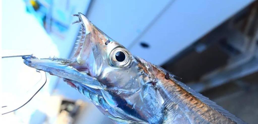 带鱼明明来自深海,为什么却成了最平民的海鲜?答案出乎你的意料