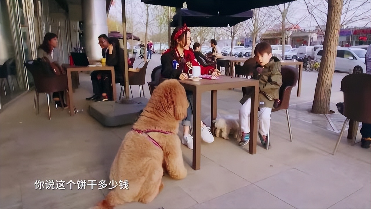 霍思燕晒9条宠物狗,透露骆驼和Jack已去世,网友纷纷泪目