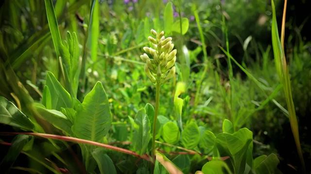 1200w美元销量，国外爆火的中国草药，强效增肌/恢复/抗疲劳