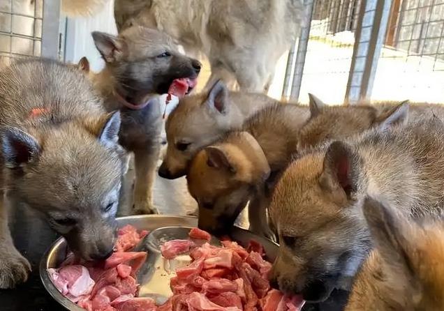 1993年老人带狗参演谢晋电影《老人与狗》,拍完人与狗皆惨遭枪毙