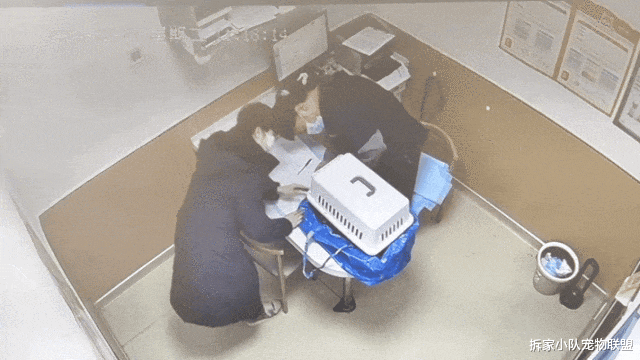 小猫职场竞争竟然这么激烈？猫咪一边扭屁屁一边：喵喵今年刚满18