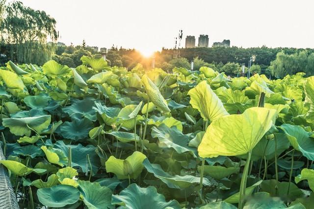 七言诗 六月荷塘